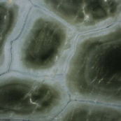 Granit turtle green fonce
